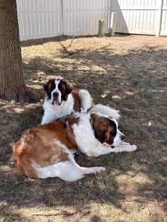 two brown and white dogs laying in the grass next to a tree