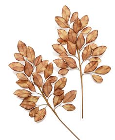 two dried leaves on a white background