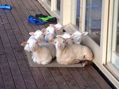 a group of sheep laying on top of a wooden floor next to a window sill