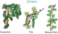 four different types of plants that are labeled in the following words, including leaves and flowers