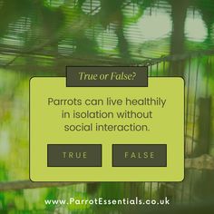 a sign that says true or false? parrots can live healthy in isolation without social interaction