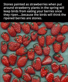 some strawberries are laying on top of each other and the caption reads, stones painted as strawberries when put around strawberry plants in the spring