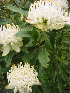 white flowers with green leaves in the background