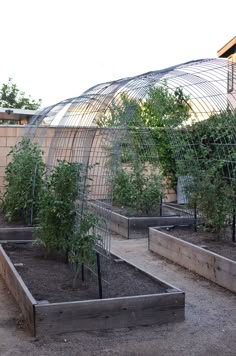 an outdoor garden with several plants growing in it