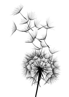 a dandelion blowing in the wind on a white background royalty - art illustration