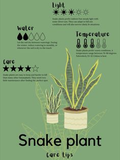 some plants that are in pots with water and light on them, the words snake plant care tips