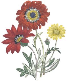 three red and yellow flowers with green leaves