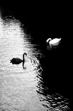 two swans swimming in the water near each other