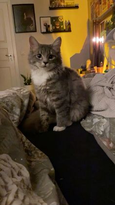 a grey and white cat sitting on top of a bed