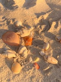 shells and seashells in the sand on a beach