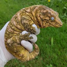 a person holding a small lizard in their hand