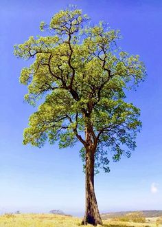 a large tree in the middle of an open field with blue sky behind it and grass on the ground