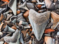 several different types of sea shells on top of each other in various colors and sizes