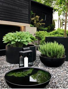 there is a black bowl with plants in it on the gravel area next to some rocks