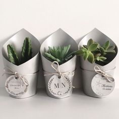 three small pots with succulents in them