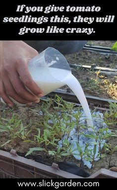 someone is pouring milk into a plant in their garden with the caption if you give tomato seedlings this, they will grow like crazy