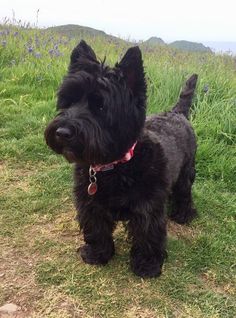 a small black dog standing on top of a lush green field