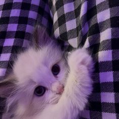 a small white kitten laying on top of a purple and black checkered blanket with it's eyes wide open