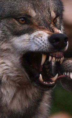 two wolfs with their mouths open showing teeth