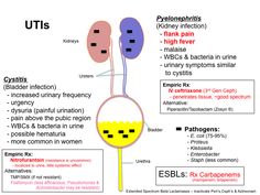 an image of utis with different types of utils and their corresponding functions in the body