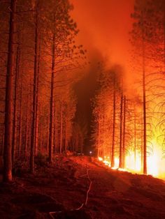 a forest filled with lots of trees covered in fire