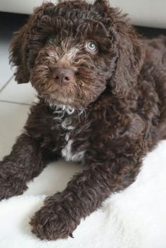 a small brown dog laying on top of a white rug