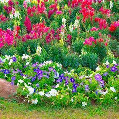 colorful flowers are growing on the side of a hill with a large rock in the foreground