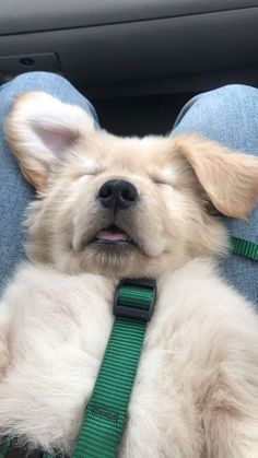 a small dog sitting in the back seat of a car with its head resting on someone's lap