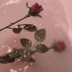 two red roses floating in water on a white surface