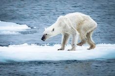 a polar bear walking on an ice floet