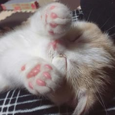 a close up of a cat laying on its back with it's paws stretched out