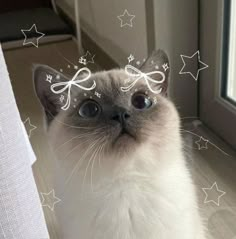 a cat is looking at the camera with stars on it's head and eyes