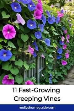 purple and blue flowers growing on the side of a fence with text overlay that reads 11 fast - growing creeping vines