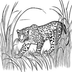 a black and white drawing of a leopard walking through tall grass