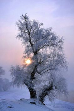 a tree covered in snow with the sun behind it