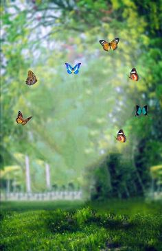 many colorful butterflies flying in the air over green grass and trees on a sunny day