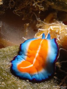 an orange and blue slug sitting on top of green moss