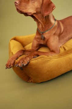 a brown dog laying on top of a yellow pillow with his paw in the air