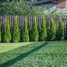 a row of trees in front of a wooden fence