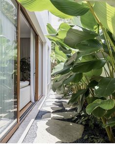 an outdoor area with lots of green plants and stone walkway leading up to the front door