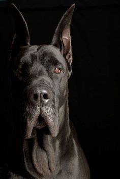 a large black dog sitting in front of a black background with his head turned to the side