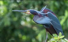 the bird is sitting on top of the tree branch with its beak open and it's eyes closed