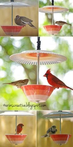 four pictures of birds sitting on top of bird feeders, one is red and the other is white