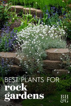 a garden filled with lots of different types of flowers and plants on top of stone steps