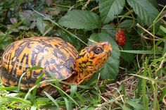 a close up of a small turtle on the ground near some grass and plants with berries in the background