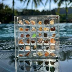 there are many different shells in the glass box on the table next to the pool