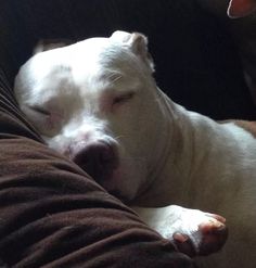 a white dog sleeping on top of a couch