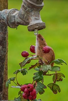 a rodent drinking water from a faucet next to a tree branch with red berries on it