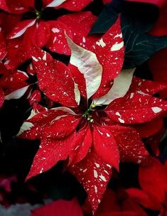 ♥️🎅🏼♥️🎅🏼♥️🎅🏼♥️ Beautiful Red & White Poinsettia♡▪︎♡▪︎♡▪︎♡▪︎♡▪︎ ~Amen~ 13 December 2024 ▪︎♡▪︎♡▪︎♡▪︎♡▪︎♡