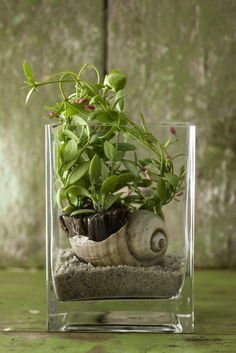 a small glass vase filled with plants and sand